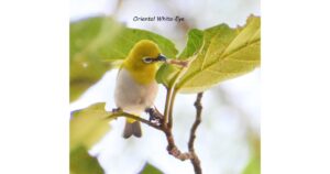 White-Eye
