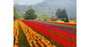 Tulip-garden-in-Srinagar-to-be-open-for-public-from-March-25-5
