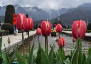 Tulip-garden1