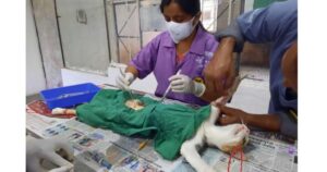 404-cats-sterilised-by-PMC-in-four-months