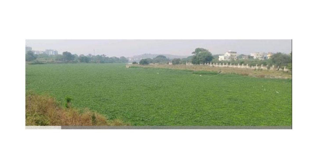 Pimpri-Chinchwad-Moshi-housing-society-federation-insists-on-removal-of-water-hyacinth