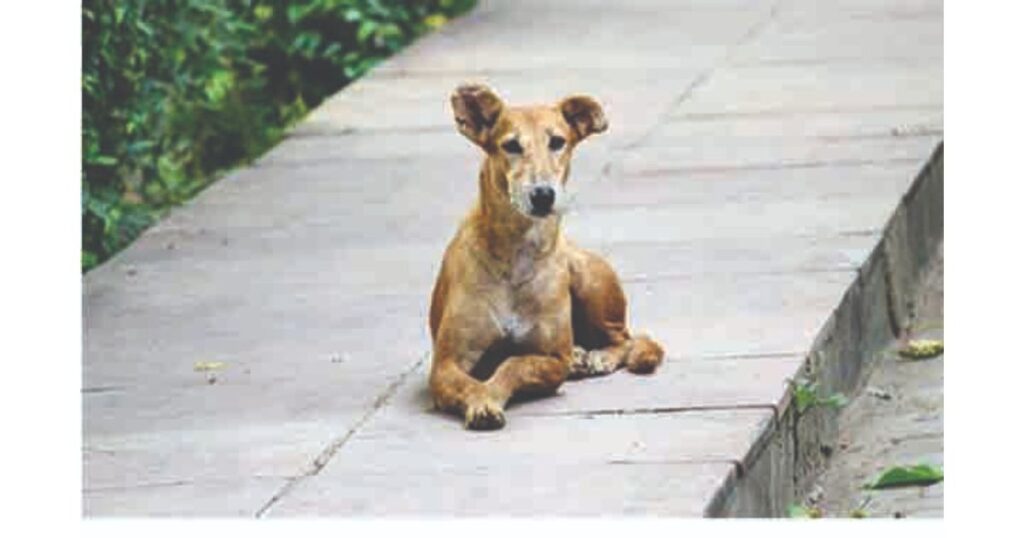 Stray dogs in Pune Pulse