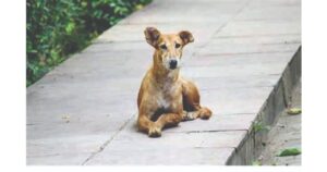 Stray dogs in Pune Pulse