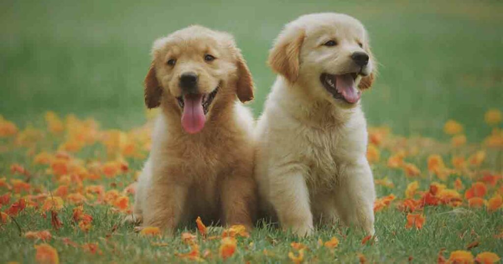 5 benefits of owning a pet 2