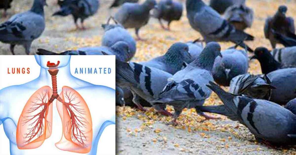 Feeding birds can lead to infections, warns municipal corporations in Pune and Thane 