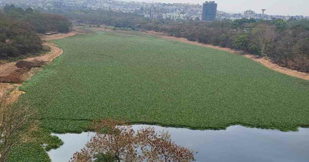 Pune : Chemical that kills water hyacinth not yet tested; PMC writes to environmental institute