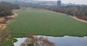 Pune : Chemical that kills water hyacinth not yet tested; PMC writes to environmental institute