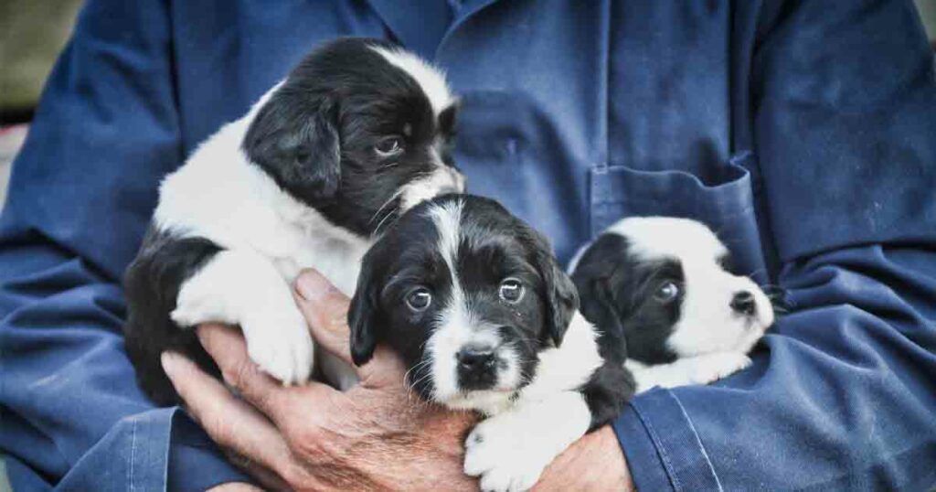 Nurturing a pet is a full time responsibility, share pet parents