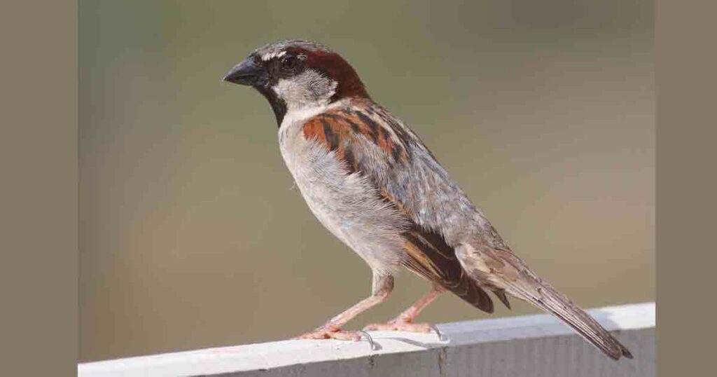 Plant more trees, install bird feeders and save sparrows from extinction