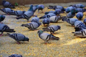 PMC to impose fine of Rs 500 for feeding pigeons