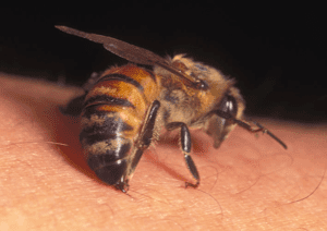 Pune Pulse Honey bee attack