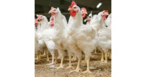 Birdflu