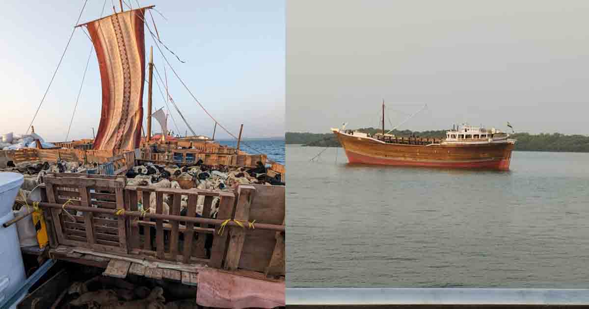 Boat illegally carrying 3,500 livestock to Dubai seized by Pune Customs 3