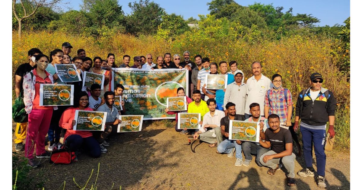 Cosmos-Sulphureus-is-harming-our-biodiversity-2