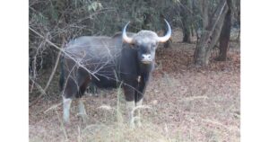 District-forest-officer-sets-up-a-committee-to-study-the-growing-gaur-human-conflict