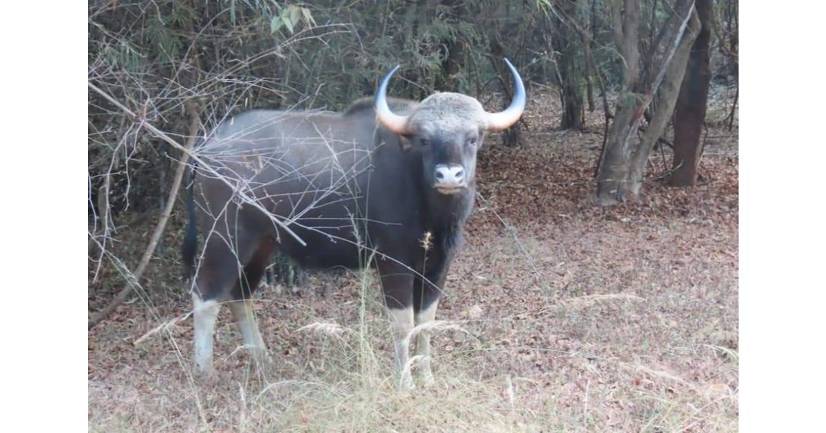 District-forest-officer-sets-up-a-committee-to-study-the-growing-gaur-human-conflict