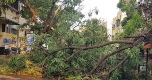 Heavy downpour causes 12 trees to fall, disrupts traffic in Bavdhan1