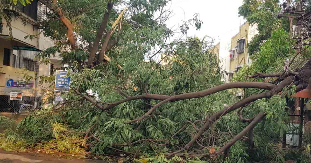 Heavy downpour causes 12 trees to fall, disrupts traffic in Bavdhan1