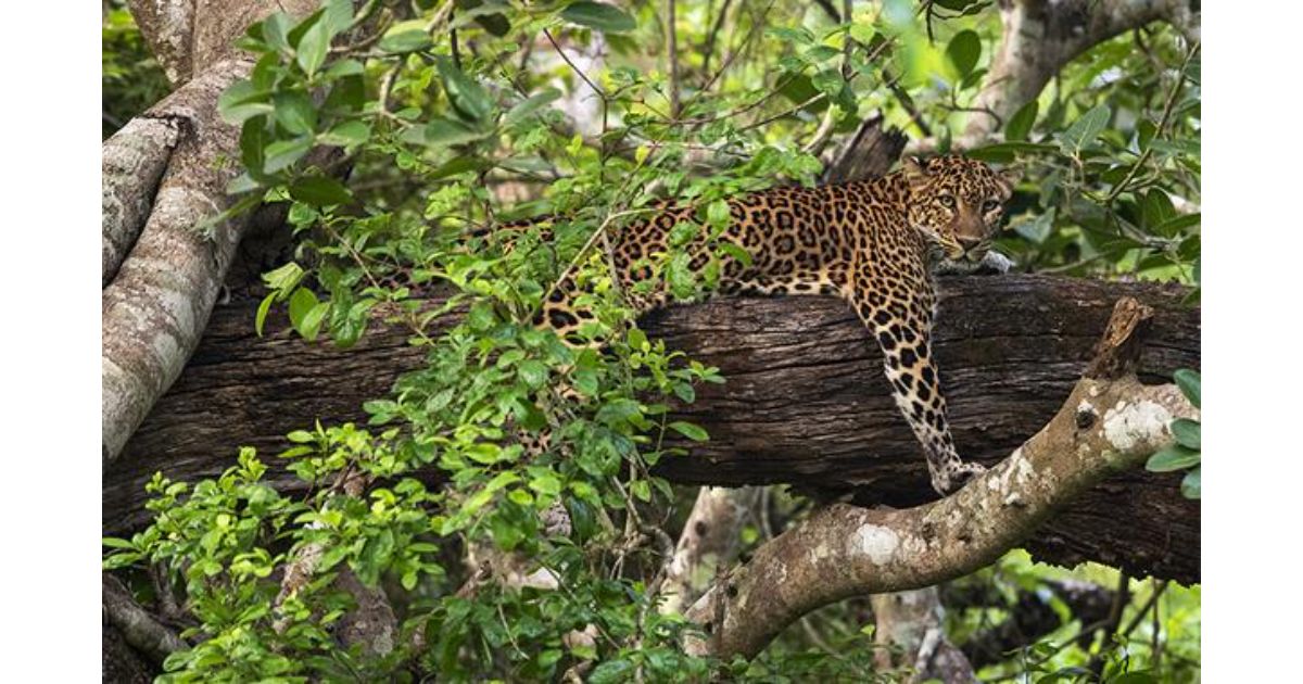 Leopard-sighted-at-the-grounds-of-DRDOs-RD-lab