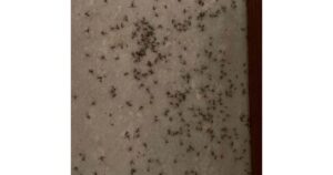 Mosquito-menace-on-rise-in-Wanawadi-560x512