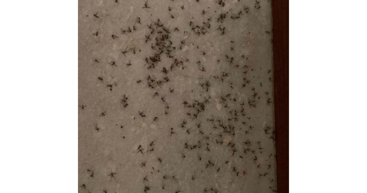 Mosquito-menace-on-rise-in-Wanawadi-560x512