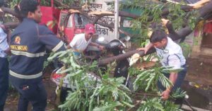 Pune Fire brigade reports 43 incidents of tree felling in Pune1