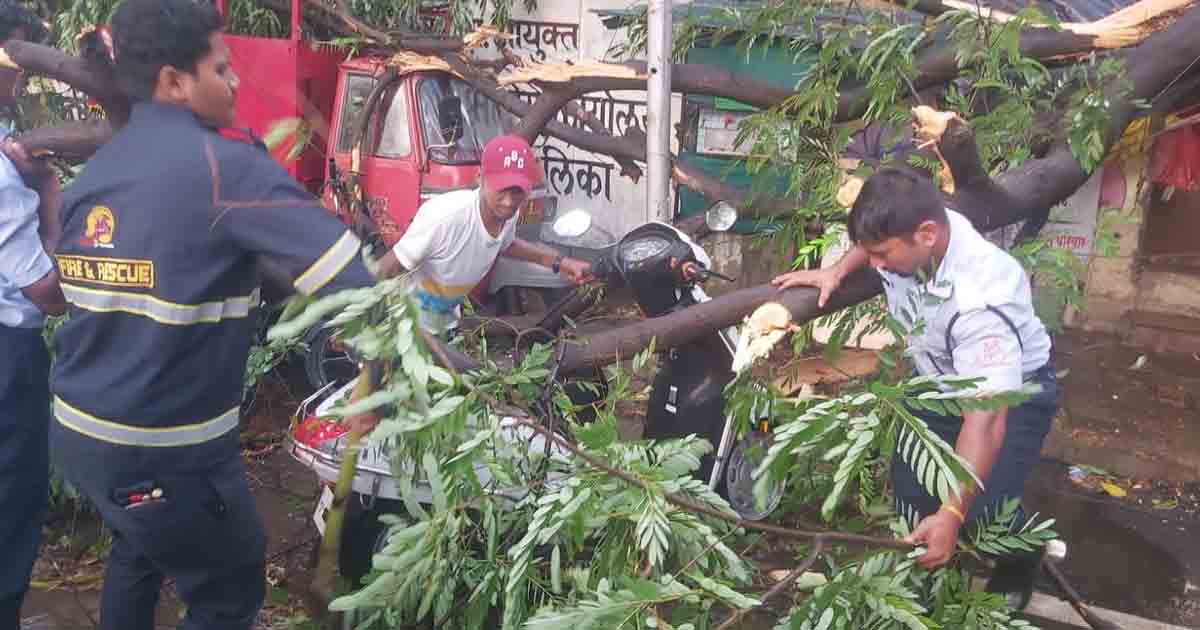 Pune Fire brigade reports 43 incidents of tree felling in Pune1