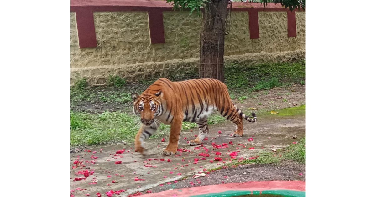 Rajiv-Gandhi-National-Zoo-becomes-new-home-for-two-tigers