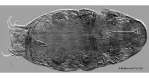 Tardigrades-found-in-freshwater-biodiversity-of-Western-Ghats