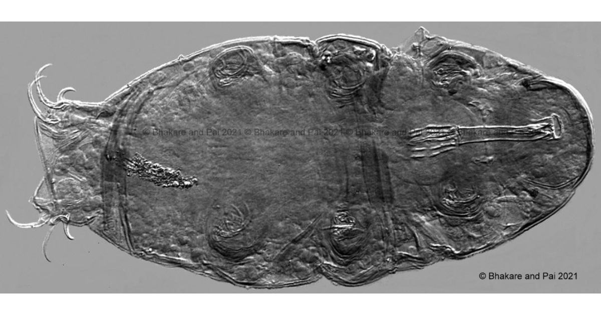 Tardigrades-found-in-freshwater-biodiversity-of-Western-Ghats