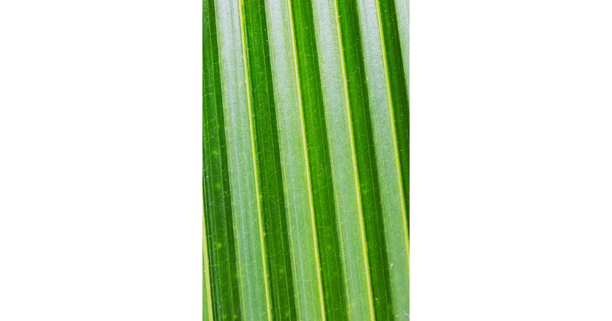 VHC-Vivek-Vilasini-Notes-from-a-Food-Forest-7