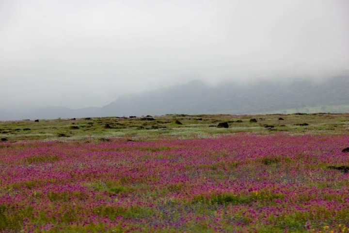 Kaas plateau Satara encroachments Pune Pulse