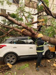 Tree falling incidents in Pune Weather update Pune Pulse