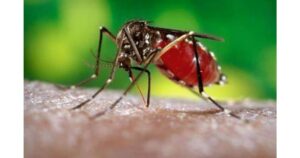 PCMC issues fresh advisory as dengue cases on the rise