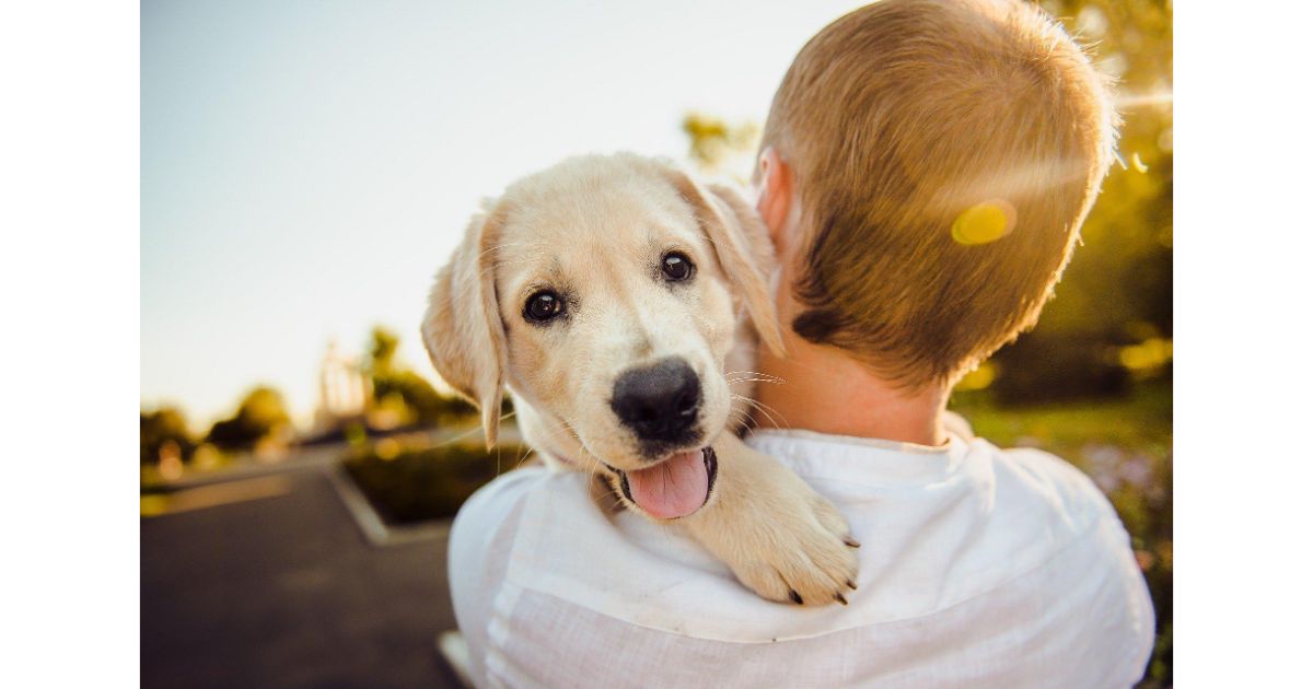 dog-owner