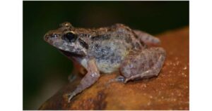 frog1