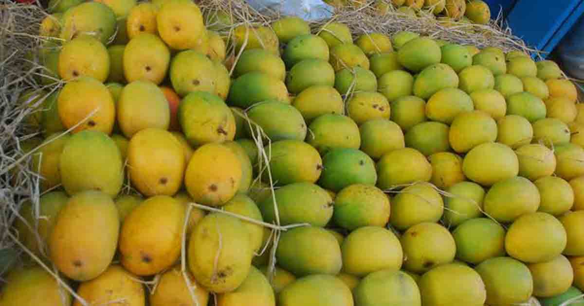 mango2