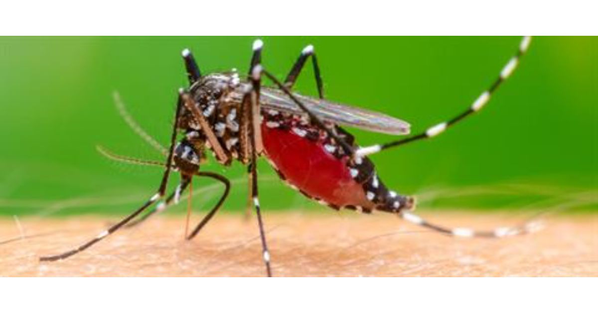 mosquito