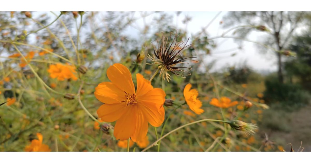 yellow-cosmos2