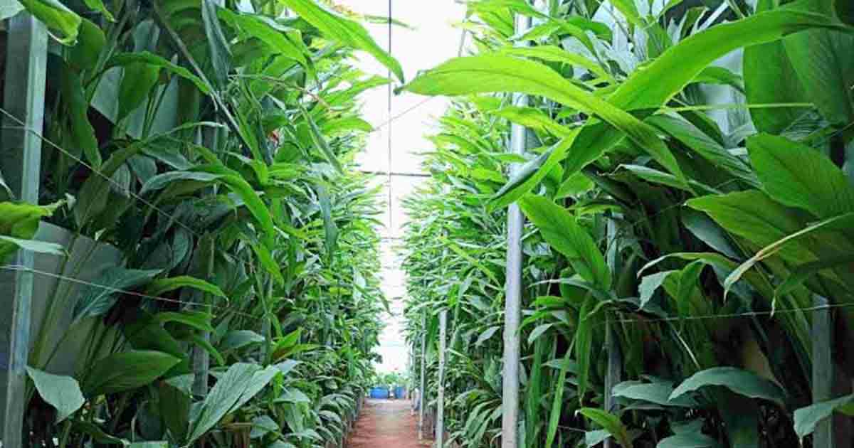Fraudsters duped 24 individuals of Rs. 14 Crores in turmeric farming investment scam