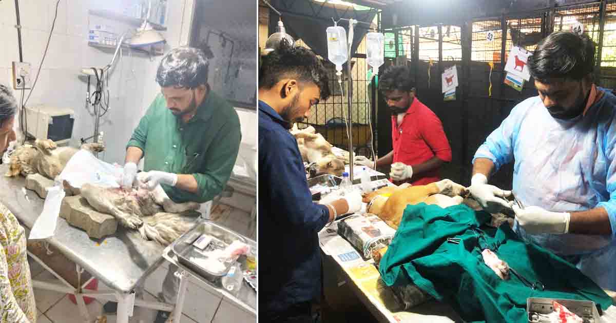 PCMC to soon install 100 kennels for stray animals at sterilization centre in Nehru Nagar4
