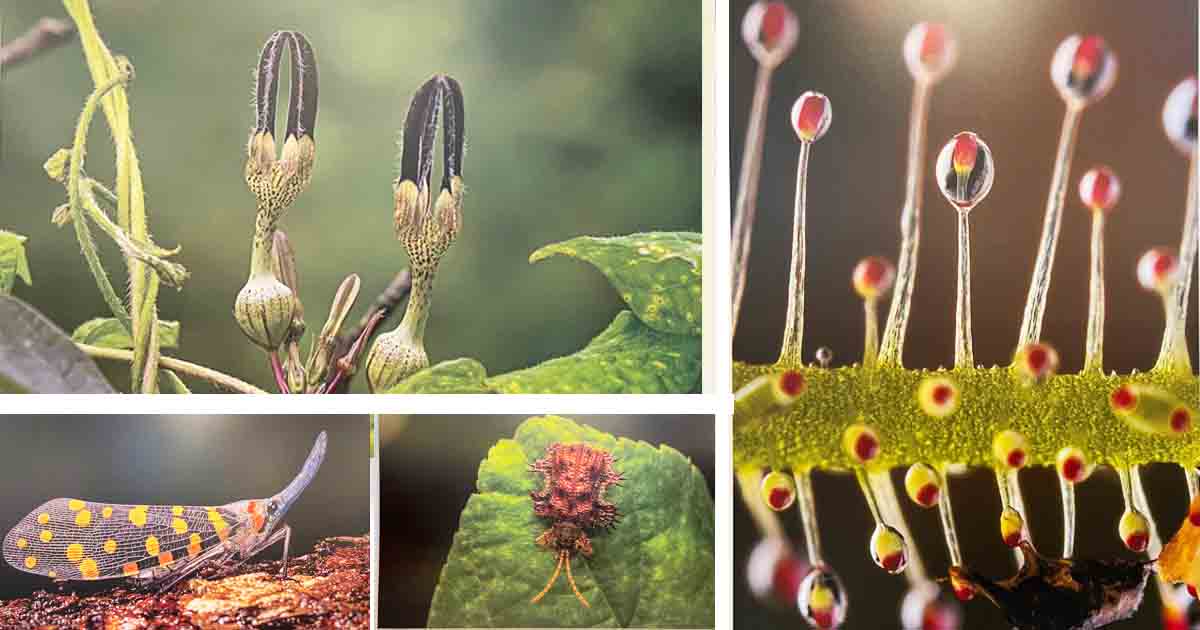 Pune Macrographers Showcases Collection of 60 Captivating Macro Photographs of Animals1