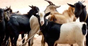 Pune Police Takes Action Against Illegal Goat Markets In Kondhwa