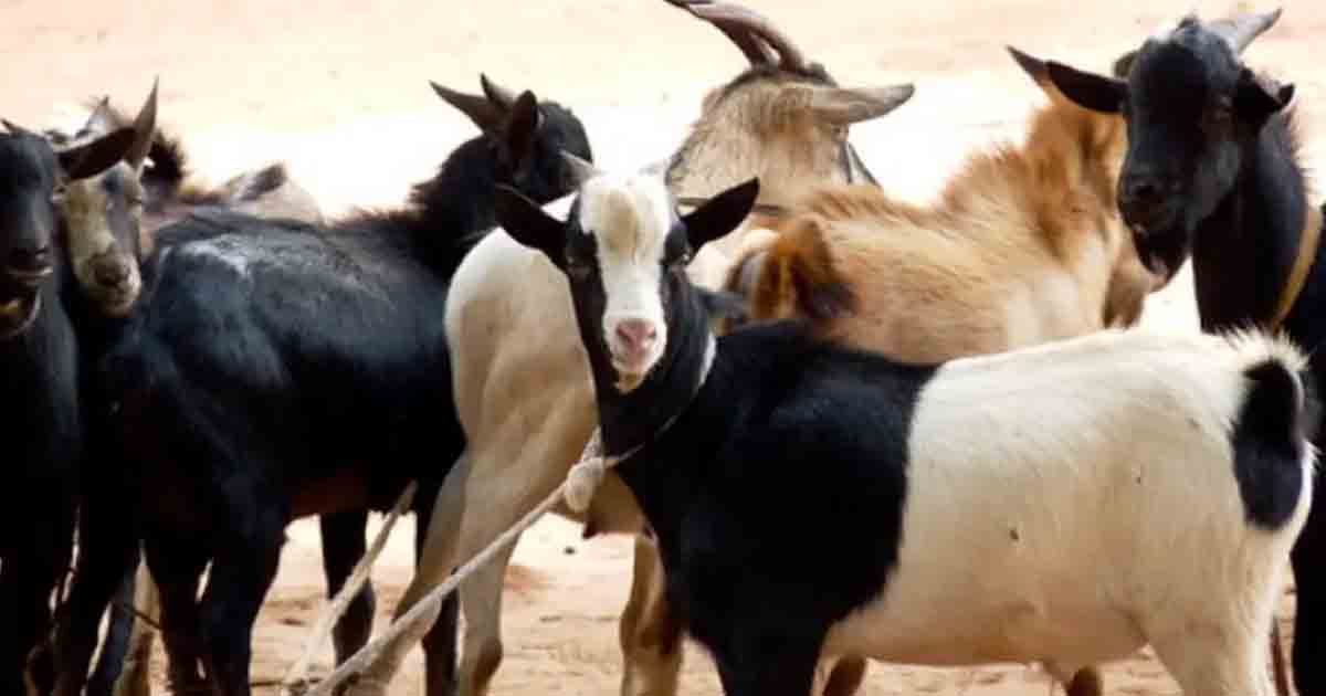 Pune Police Takes Action Against Illegal Goat Markets In Kondhwa