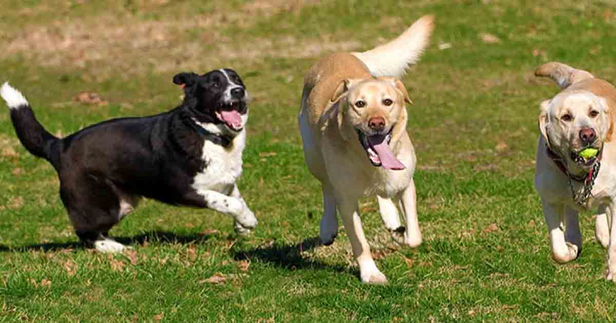 dogs