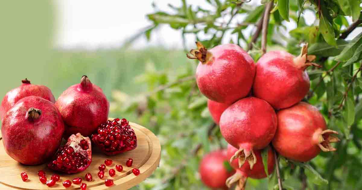 APEDA Facilitates First-Ever Sea Shipments Of Indian Pomegranates From Maharashtra's Solapur To Australia