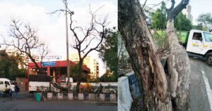 Large Branch of Dead Tree Poses Risk to People in Kondhwa3
