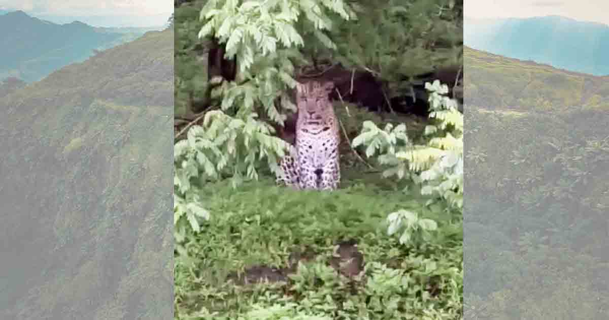 Leopard spotted near Kalyan Darwaza of Sinhagad Fort