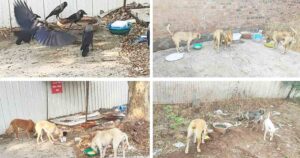 Pune Municipal Corporation Urges Citizens To Establish Feeding Spots For Strays