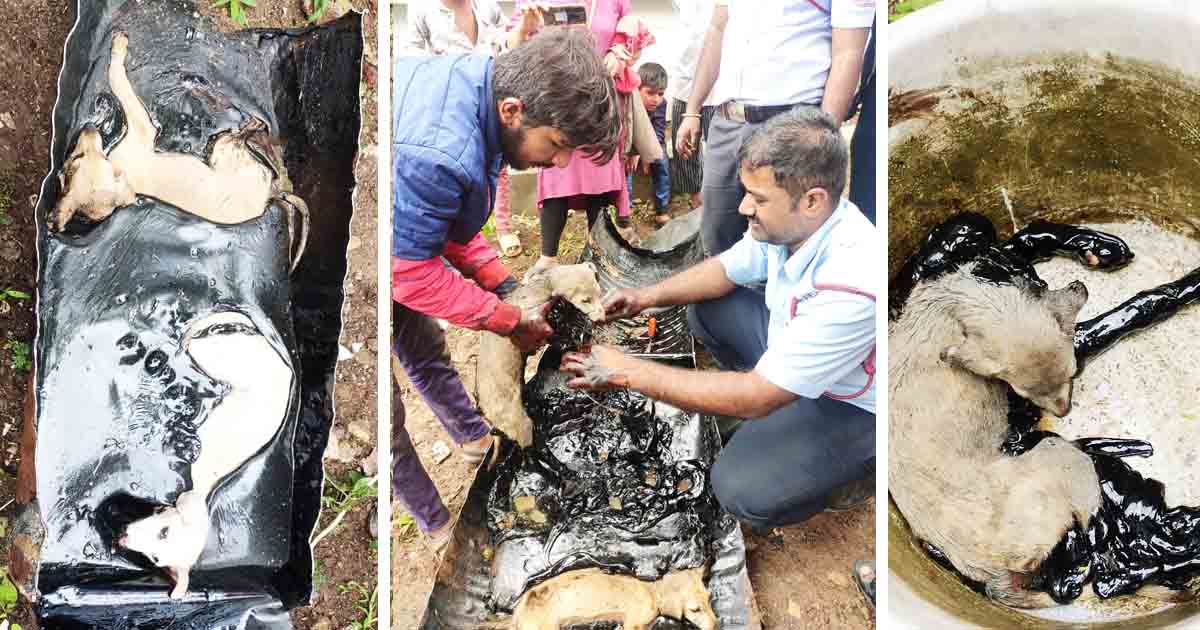 Two Puppies Freed from Tar Drum by Kondhwa Khurd Fire Station and Animal Rescuers1